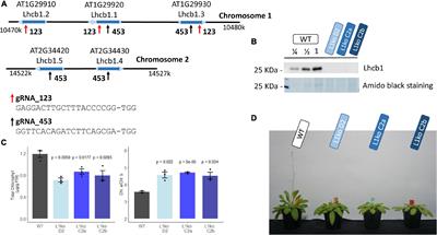 Photosynthetic Light Harvesting and Thylakoid Organization in a CRISPR/Cas9 Arabidopsis Thaliana LHCB1 Knockout Mutant